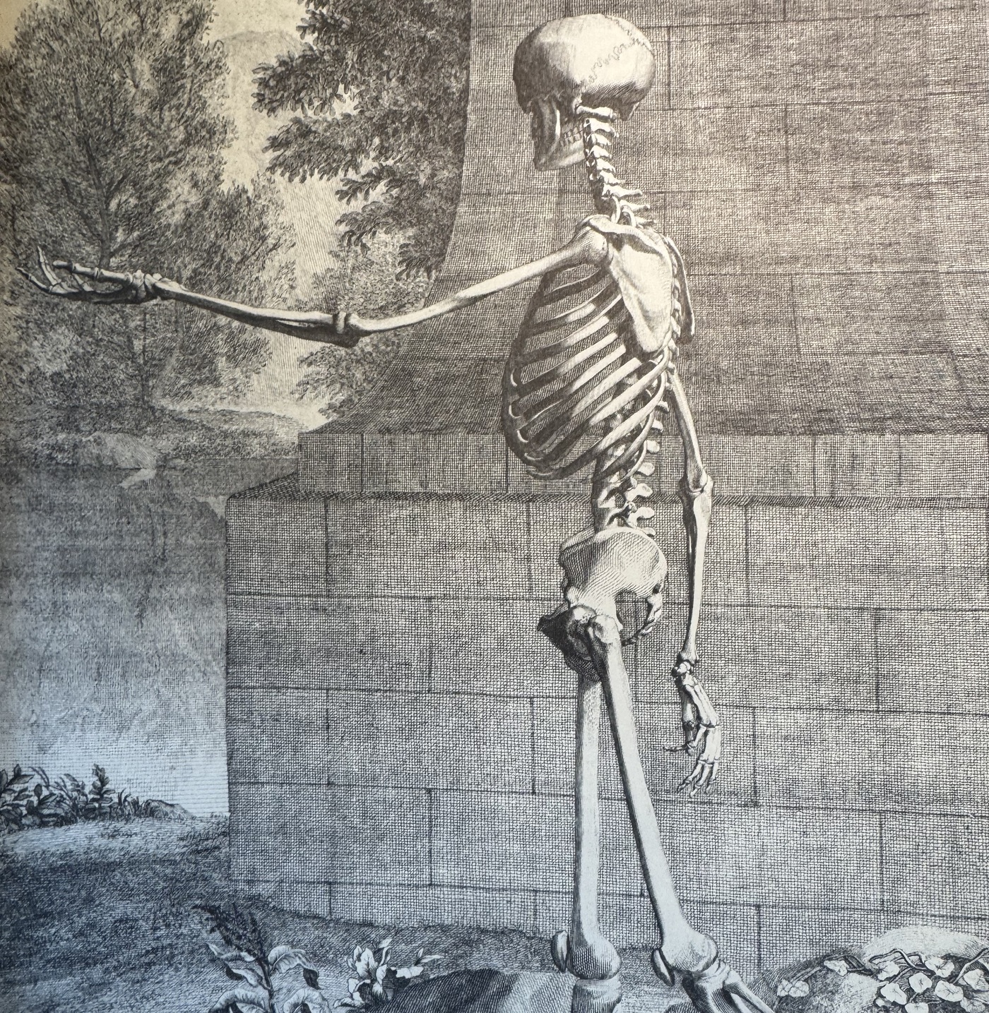 Engraving of a skeleton in a poised, upright stance